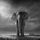 Ilustración para el artículo titulado Esto es lo que pasa si le das a un elefante la dosis de LSD más alta jamás registrada en un organismo